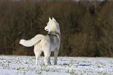 SIBERIAN HUSKY 438